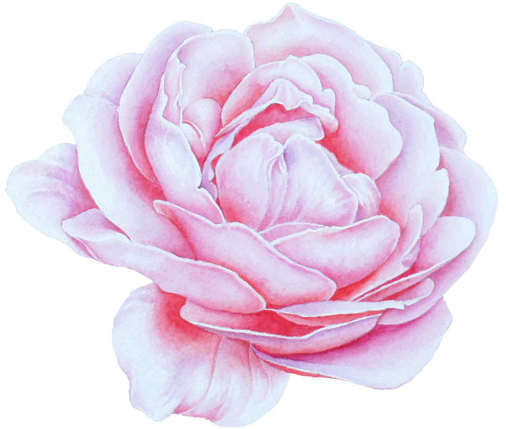 Blooming Peony Flower Png Transparent - Portable Network Graphics (1024x887), Png Download