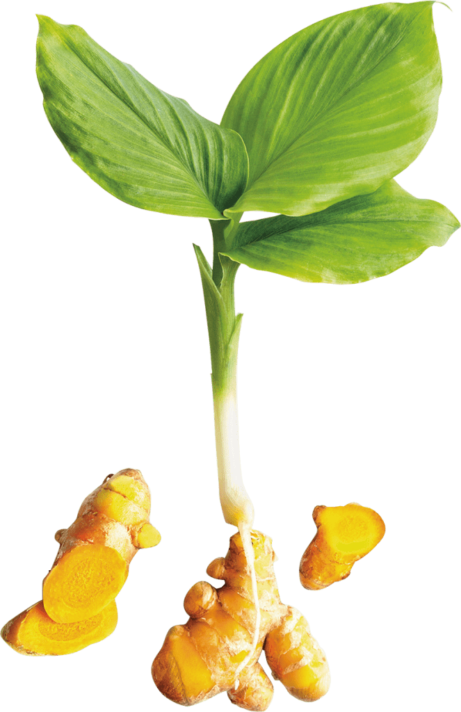 Turmeric Plant Png Full Size Png Download Seekpng