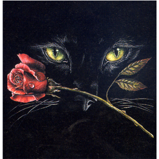 Seat Cover Connection Wild Breed Cat Eyes Uv Covers (800x800), Png Download