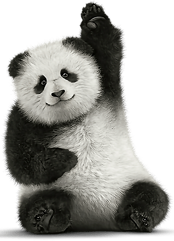 Report Abuse - Panda Telus (578x800), Png Download