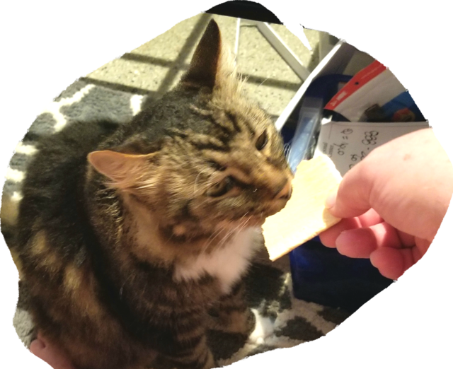 Cat Loves Poptarts - Domestic Long-haired Cat (640x522), Png Download