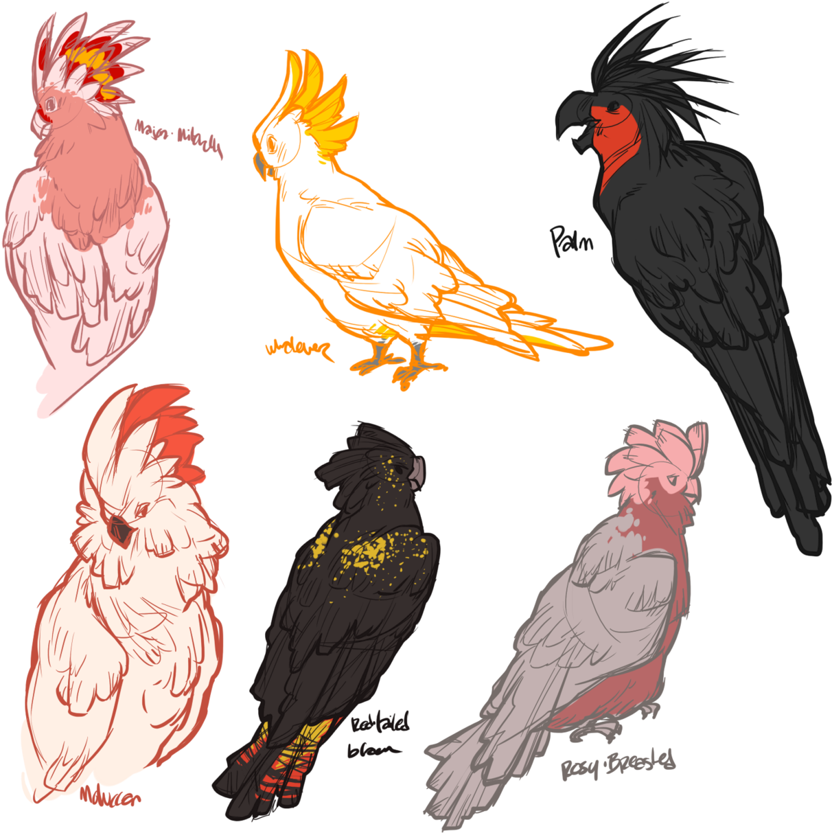 Vector Free Download Moluccan Tumblr Cockatoos Pinterest - Cockatoo (1280x1237), Png Download