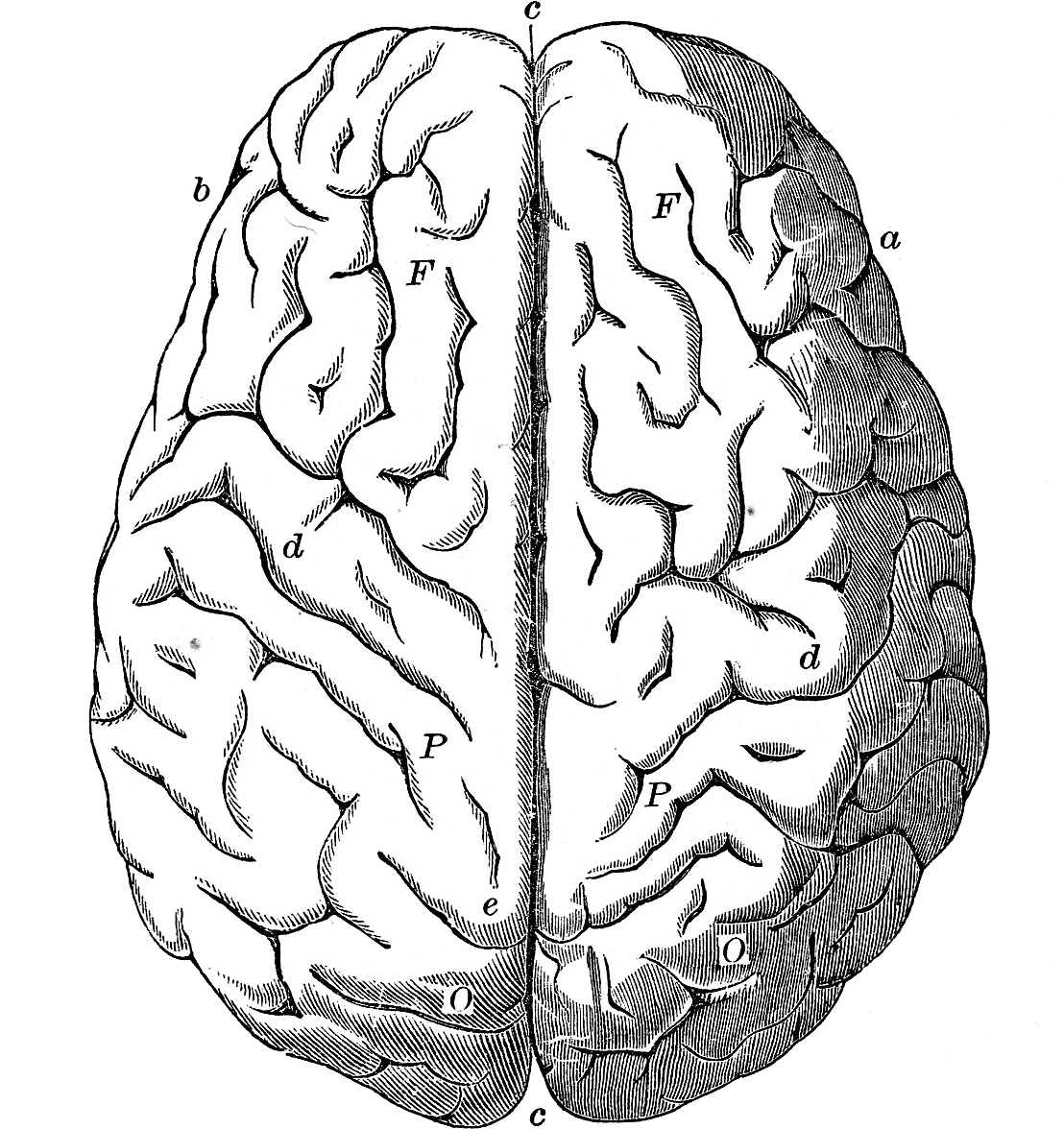 Brain - Left And Right Brain Gif (1107x1261), Png Download