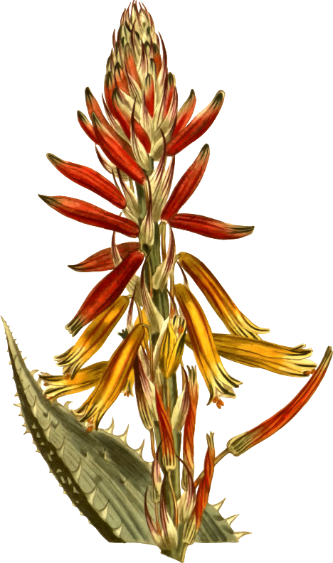 Medium Image - Aloes (468x792), Png Download