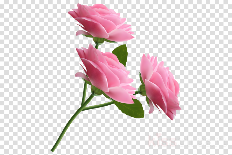 Transparent Background Pink Rose Clip Art Clipart Clip - Mother Mary Images Animated (900x600), Png Download