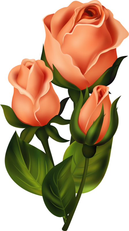 Roses,pink,roze,rosa, - Flowe Roze (448x800), Png Download