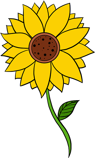 How To Draw Sunflower - Step By Step Sunflower Drawings Easy (680x678), Png Download