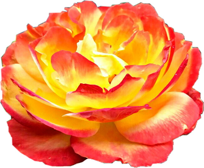 Sunburst Rose Flower Yellow Red Orange Beautiful Nature - Yellow (655x539), Png Download