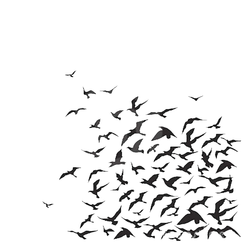 Aves En Png - Birds Flying Images For Editing (800x800), Png Download