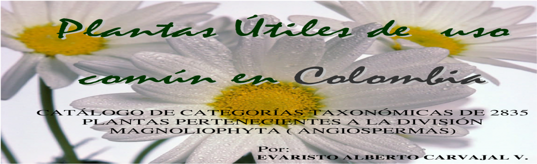 Camomile (1200x630), Png Download