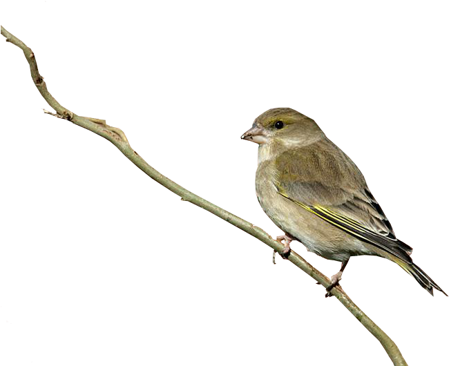 Bird With No Background (800x533), Png Download