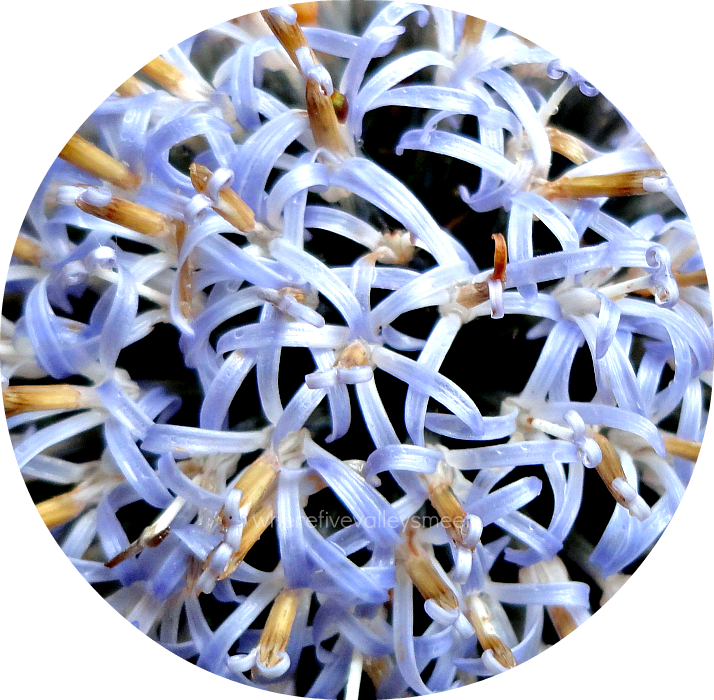 Globe Thistle (714x700), Png Download