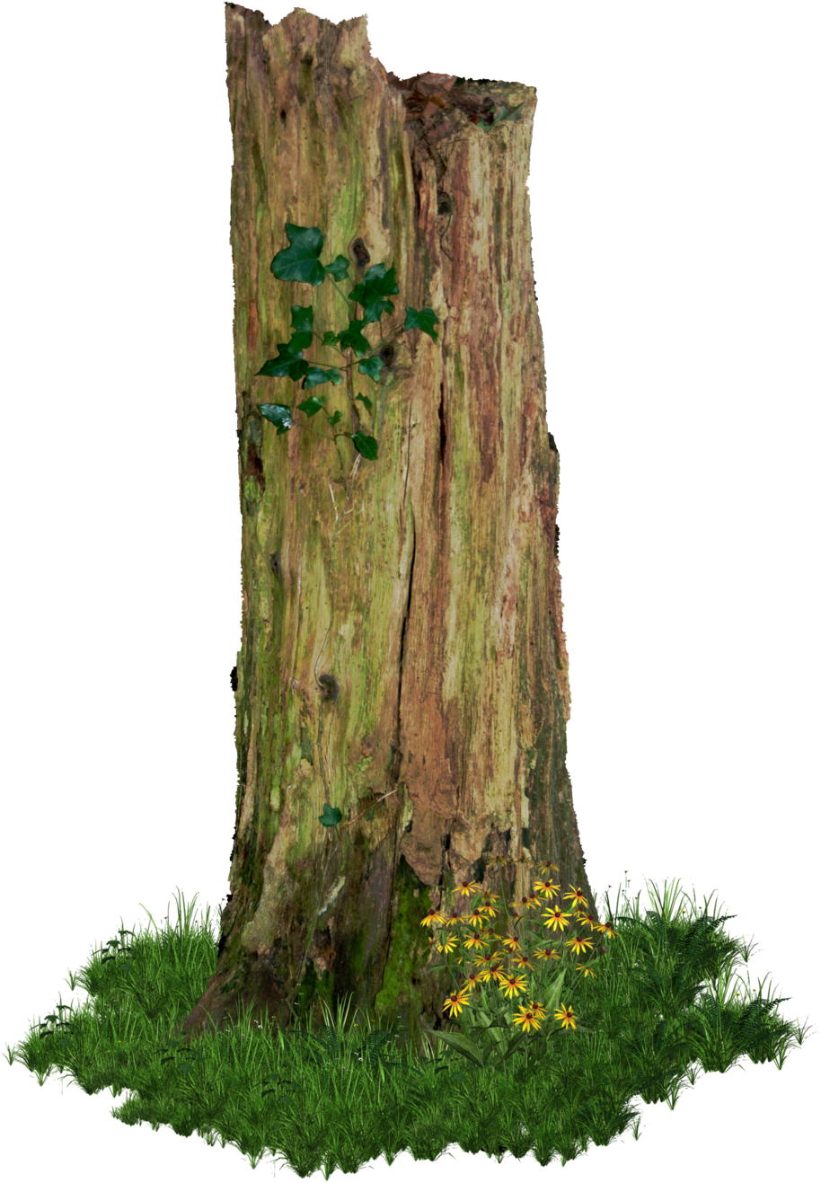 Rotten Old Tree Stump Png - Old Tree Trunk Png (1024x1377), Png Download