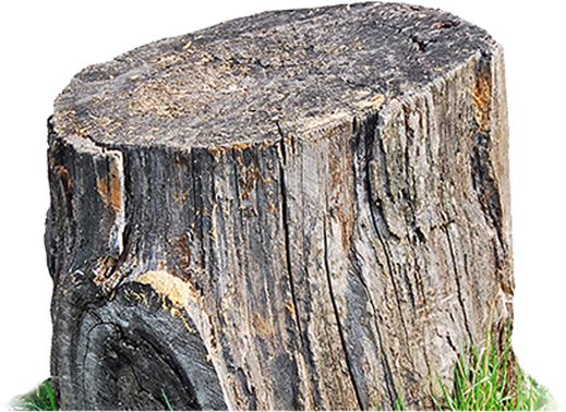 Tree Stump - Tree (519x378), Png Download
