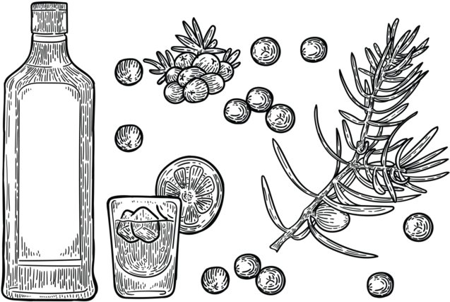 Free Hand Drawn Juniper Vector - Gin Vector Free (700x490), Png Download