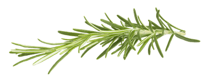 Rosemary Clip Art (400x400), Png Download