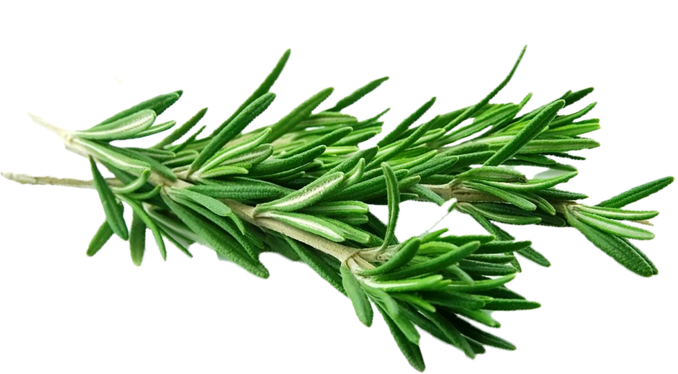 These Are Thought To Help Boost The Immune System And - رزماری و مریم گلی (1096x626), Png Download