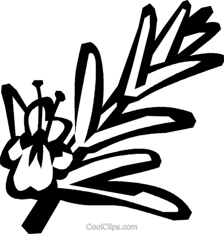 Rosemary Royalty Free Vector Clip Art Illustration - Rosemary Clip Art (458x480), Png Download