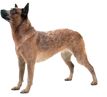 Free Icons Png - Australian Cattle Dog (450x315), Png Download