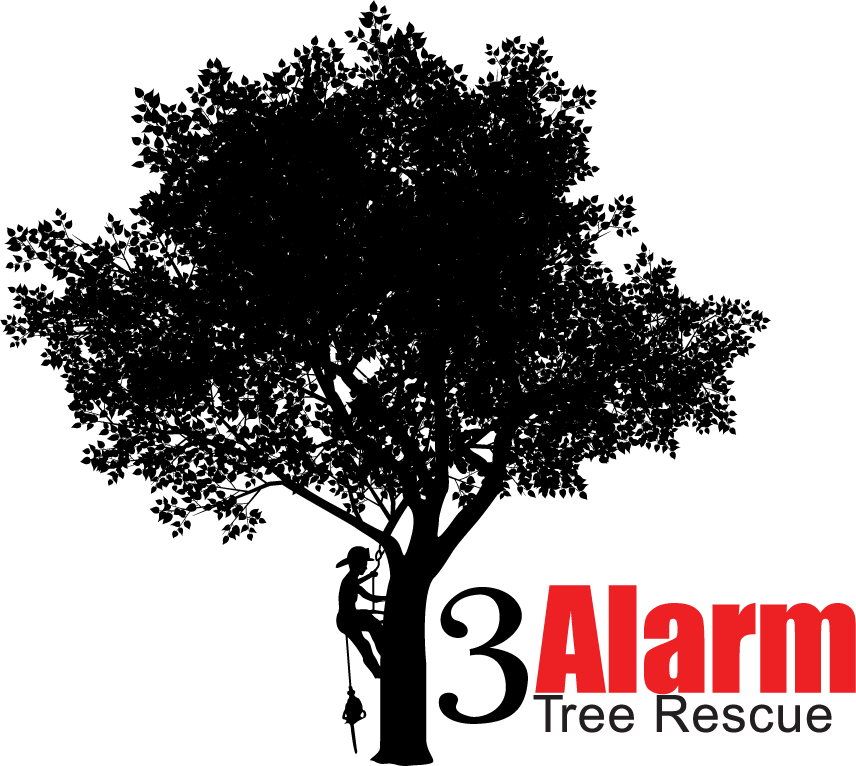 3alarm Tree Services - Belding Family Dentistry (856x766), Png Download