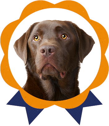 Most Common In Dogs Take Action Against - Dog Catches Something (352x405), Png Download