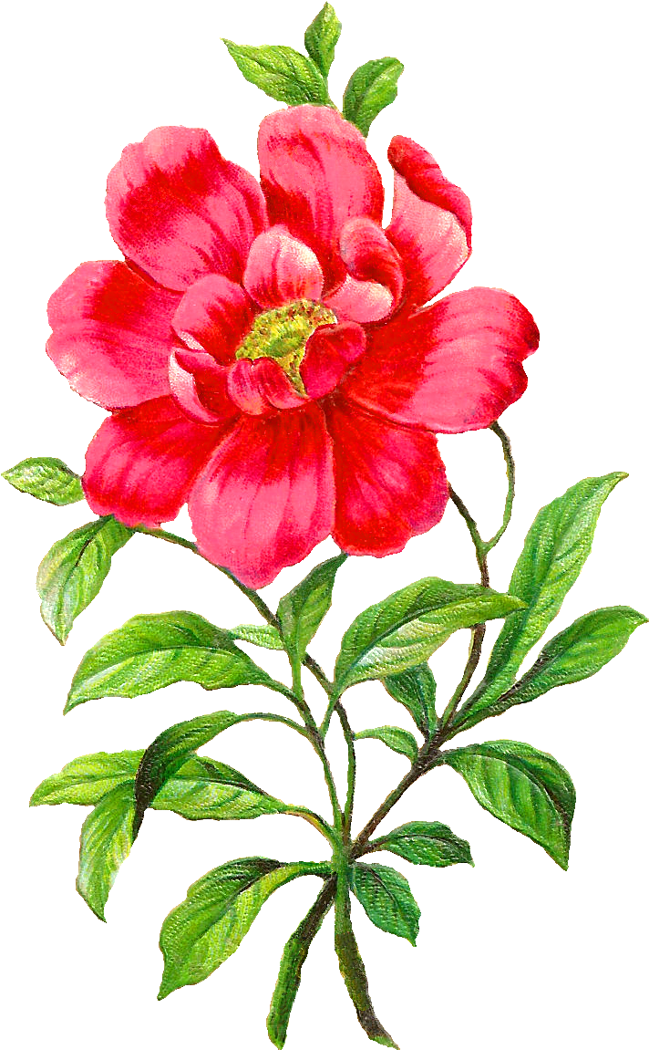 Digital Camellia Clip Art Graphics Flowers And Botanical Flower Png Full Size Png Download Seekpng