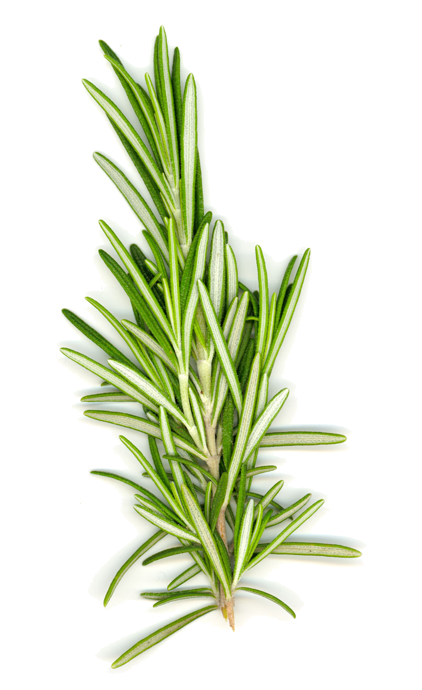 Doterra Rosemary Benefits (1372x1372), Png Download