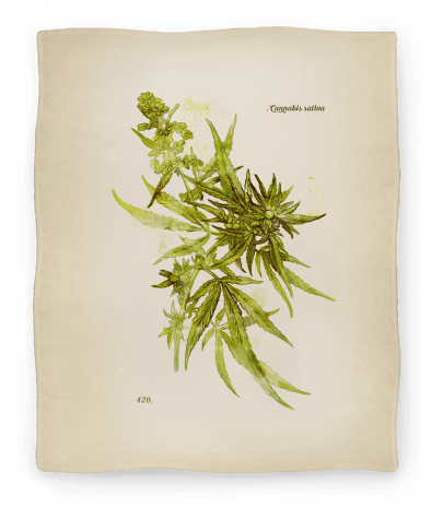 Cannabis Botanical Illustration Blanket - Cannabis Botanical Illustration (484x484), Png Download