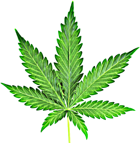 Hoja De Marihuana Png (979x628), Png Download