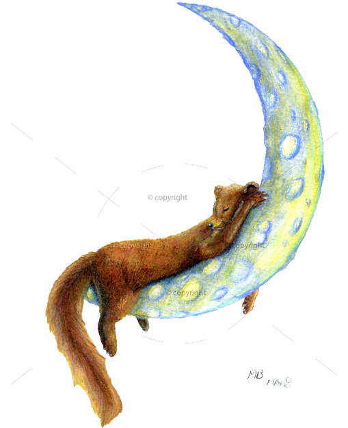 Sleeping Pine Marten On Crescent Moon, In Watercolour - Drawing (508x700), Png Download