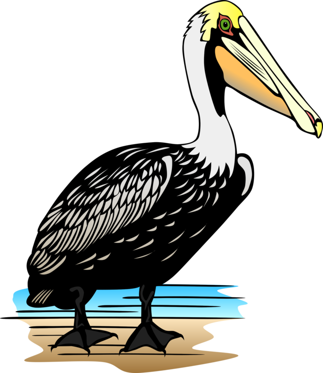 Pelican Download Drawing Cartoon - Oiseau Mer Gros Bec (650x750), Png Download