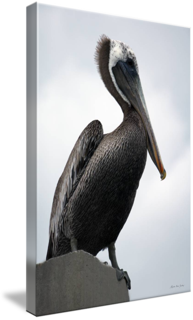 "majestic Pelican Photography Ar" By Martha Ann Sanchez - Brown Pelican (393x650), Png Download