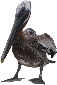 Pelican Png File - Pelican Png (375x375), Png Download