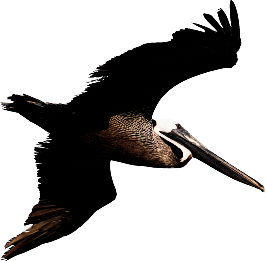 Pelican Png Transparent Image - Brown Pelican Png (903x885), Png Download