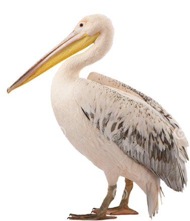 White Pelican Png Photo - Pelican White Background (428x460), Png Download