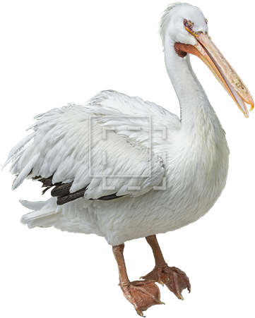 White Pelican Png Image - Portable Network Graphics (450x450), Png Download
