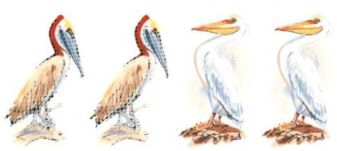 Pelican Brown & American White Item - Decal (480x353), Png Download