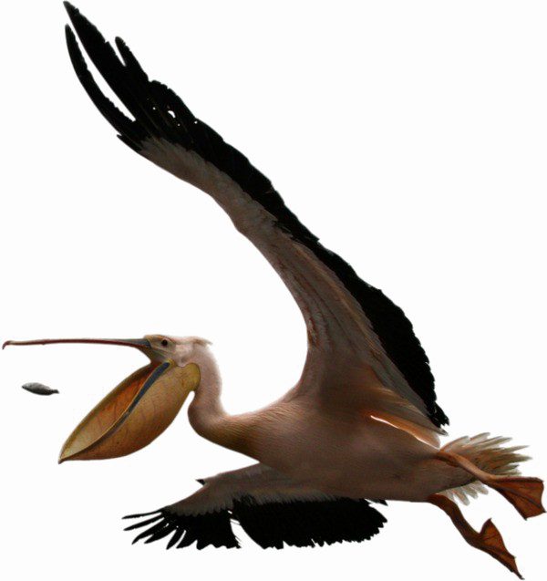 Pelican Png Clipart - Photographer Mark W Moffett (600x637), Png Download