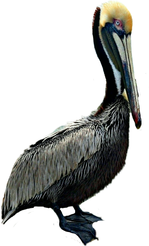 Brown Pelican (480x793), Png Download