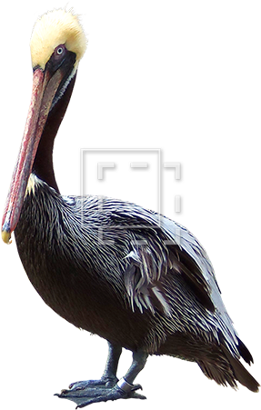 Parent Category - Turkey (450x450), Png Download