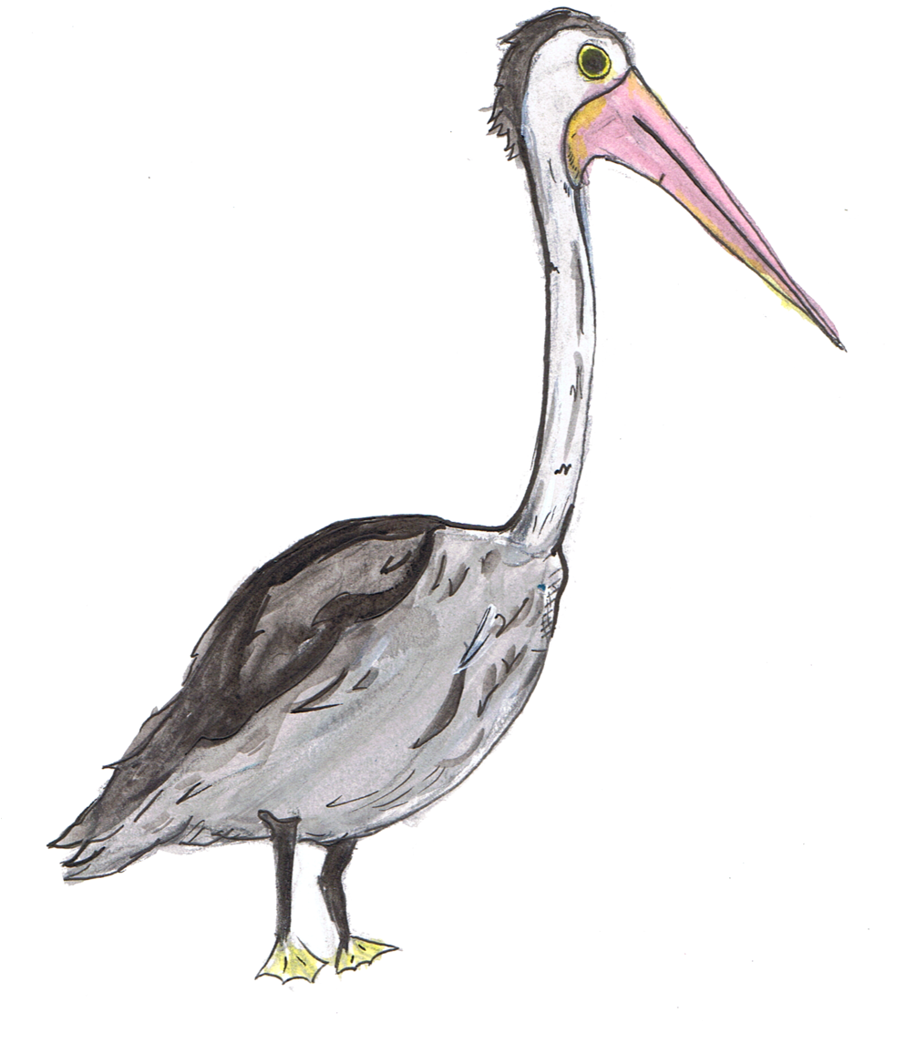 P - Pelican - Stork (1000x1158), Png Download