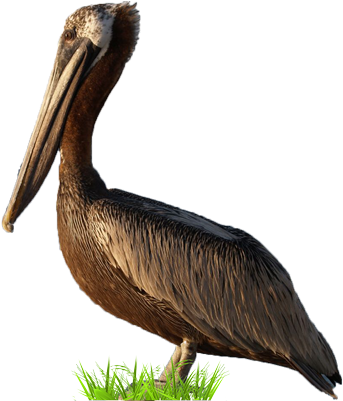 Brown Pelican (400x400), Png Download