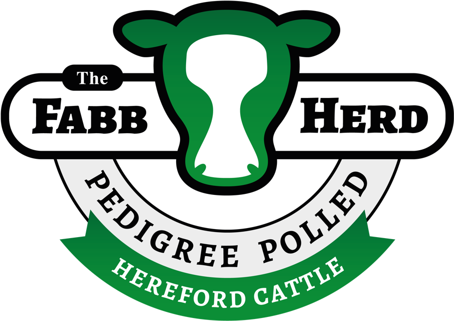 Pedigree Polled Hereford Cattle For Sale Uk - Hereford Cattle (960x688), Png Download