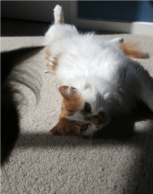 Photo Of Jack Nicholson - Domestic Long-haired Cat (638x638), Png Download