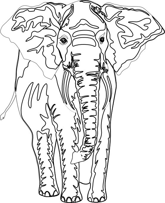 Artfavor Elephant Black White Line Art 555px - Elephant Black White (555x680), Png Download