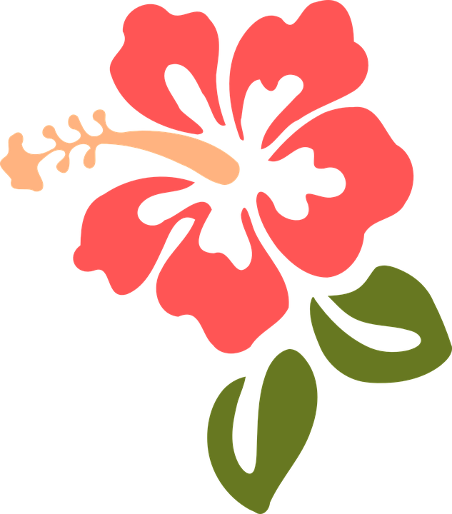 Coralpaw Divider - Hibiscus Clip Art (633x720), Png Download