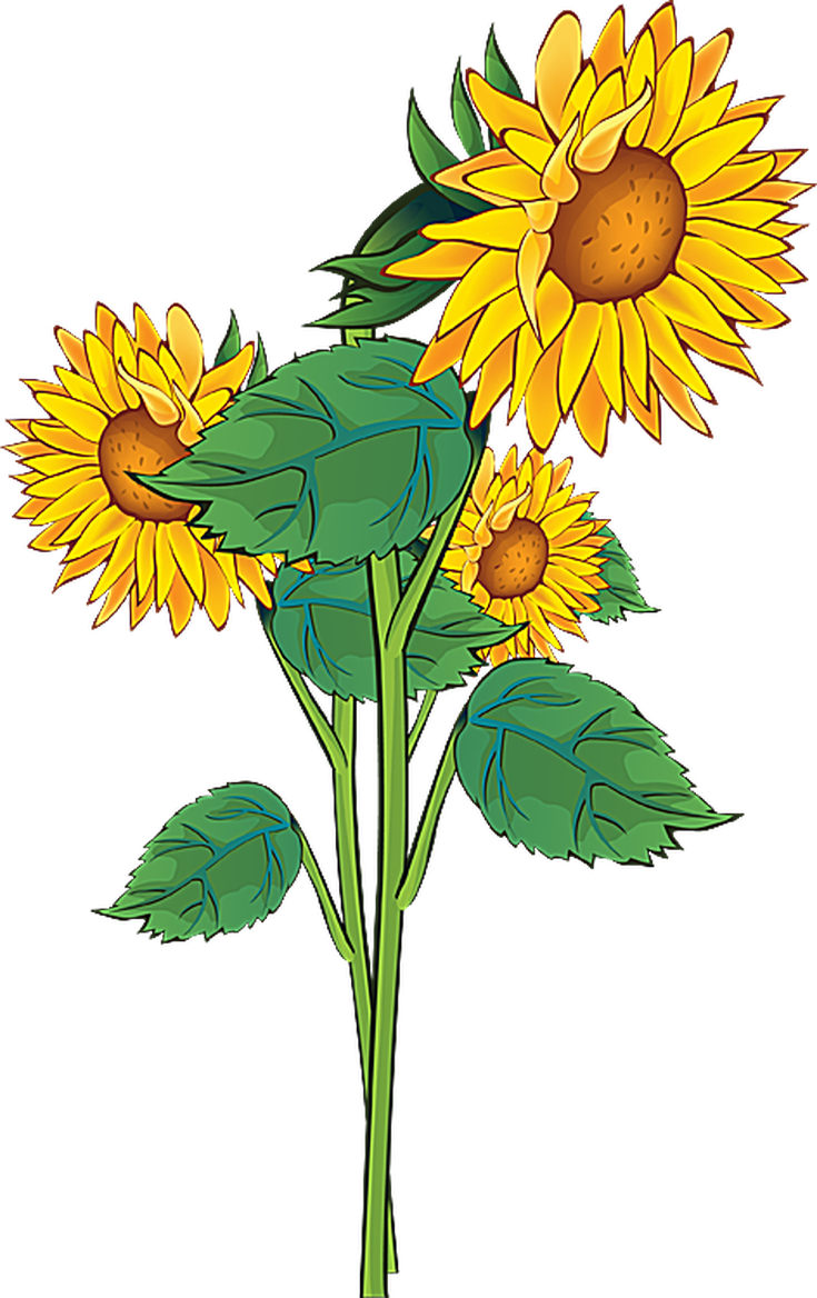 Summer Flowers Clipart At Getdrawings - Sunflower Flower Clipart (735x1168), Png Download