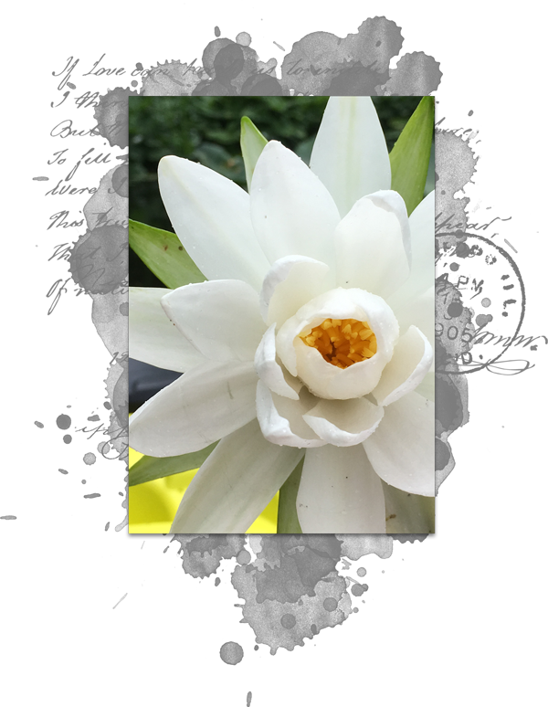 In The Menu Bar, Choose Layer > Create Clipping Mask - Sacred Lotus (600x774), Png Download