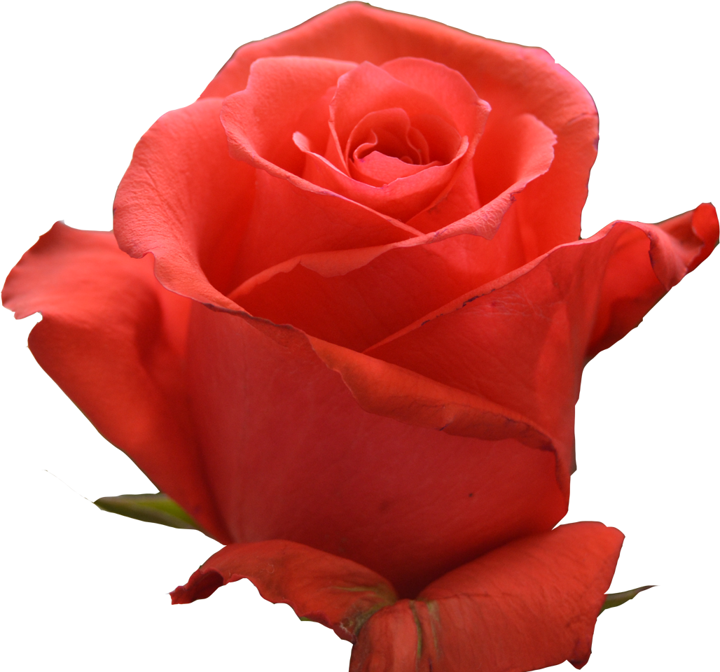 Coral Reef - Rose Rockstar (1400x1000), Png Download