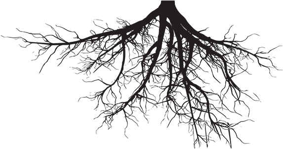 Boy Born In June - Douglas Fir Roots Silhouette (732x486), Png Download